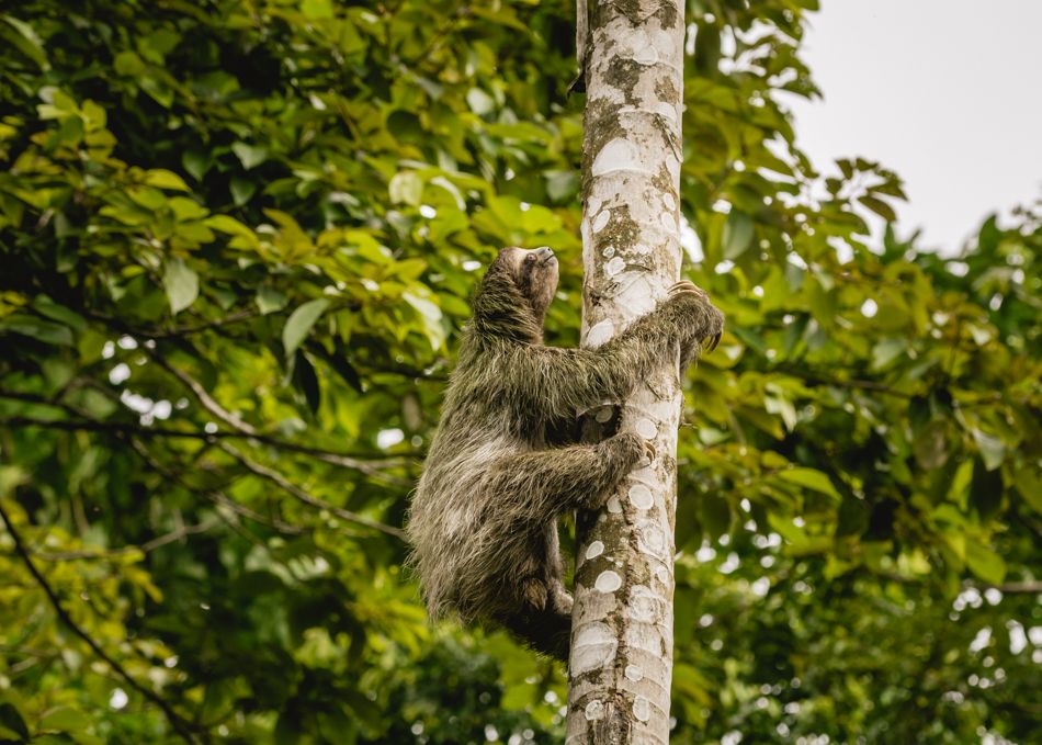 sloth at Red Frog