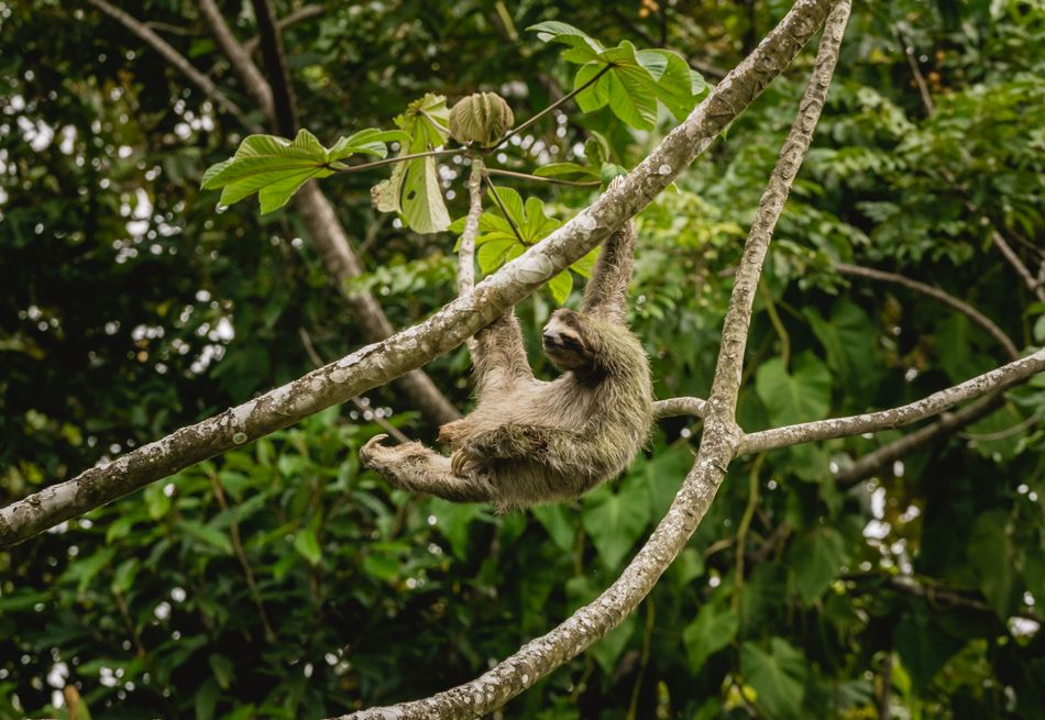 sloth scratching his crotch