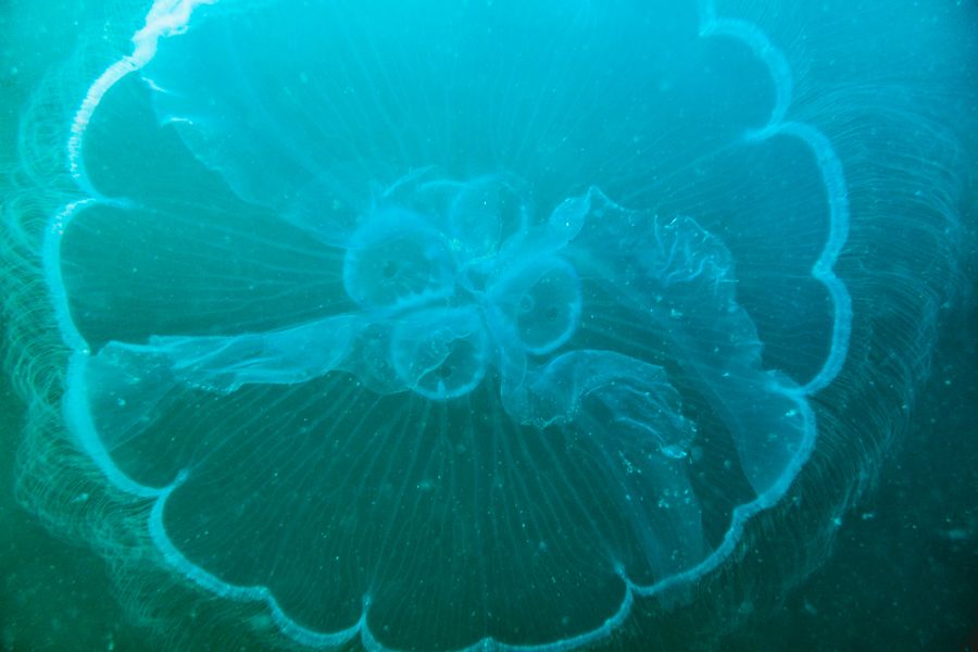 Jelly fish scuba diving