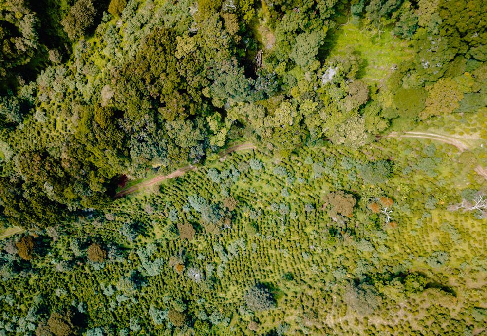 elida estate coffee farm Boquete