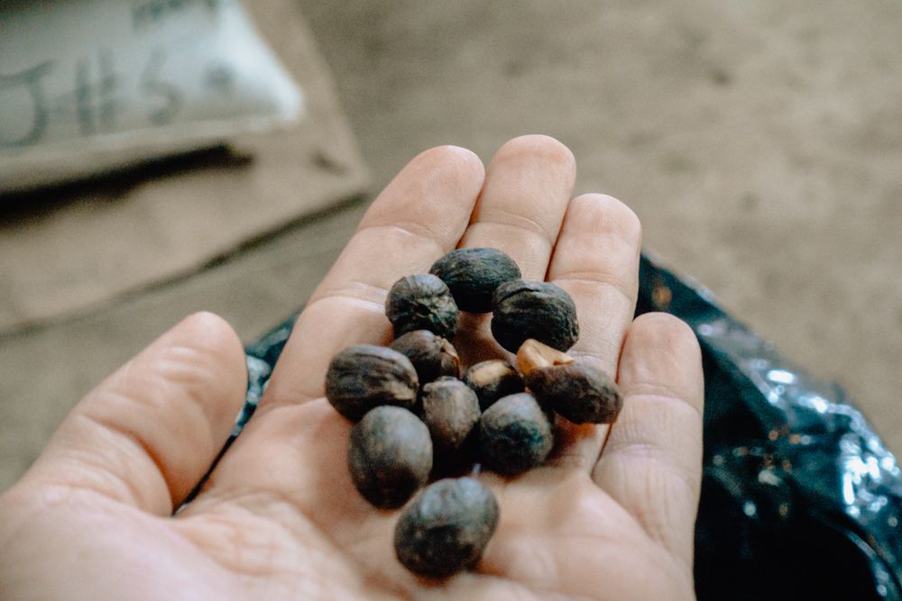 how coffee is grown and processed
