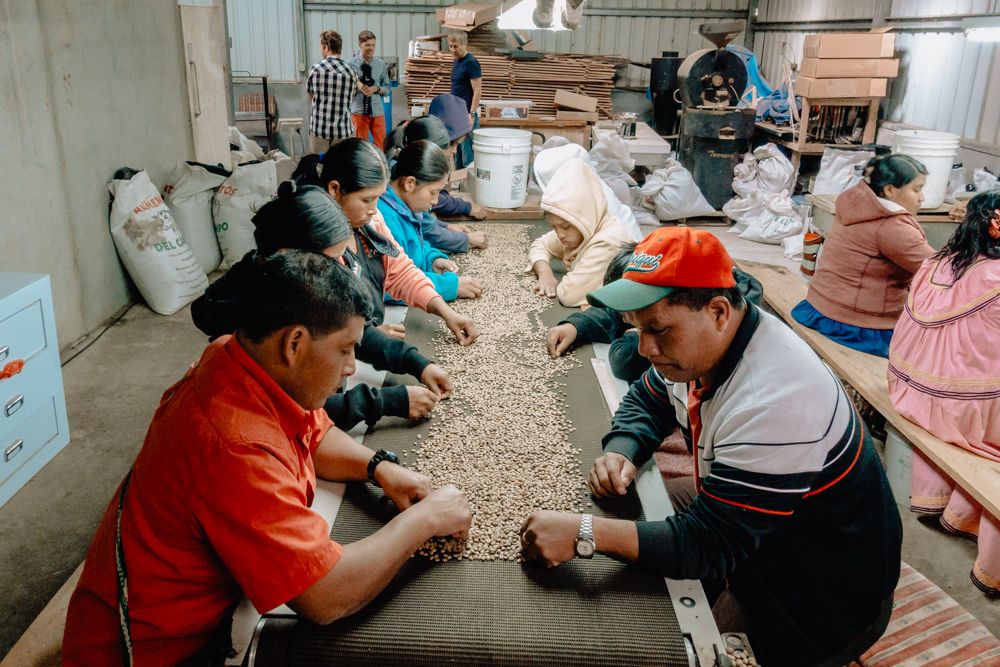 how coffee is grown and processed