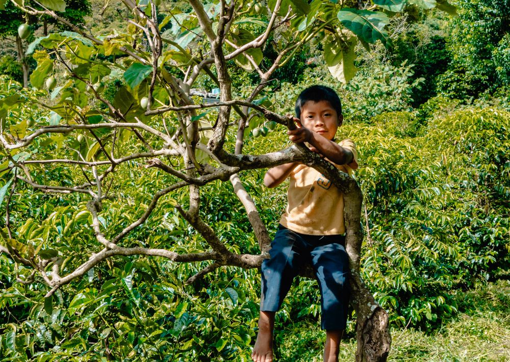 A native Ngobe boy plays in a sweet tomato tree on the farm waiting on dad.