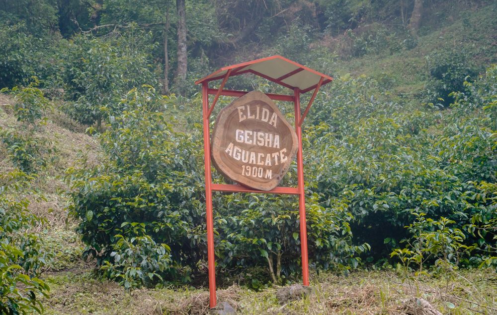 best coffee in the world