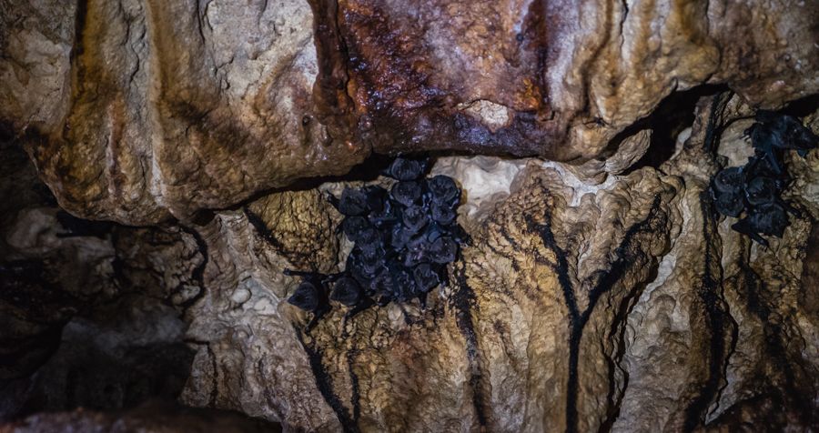 Isla Bastimentos Nivida Bat Cave