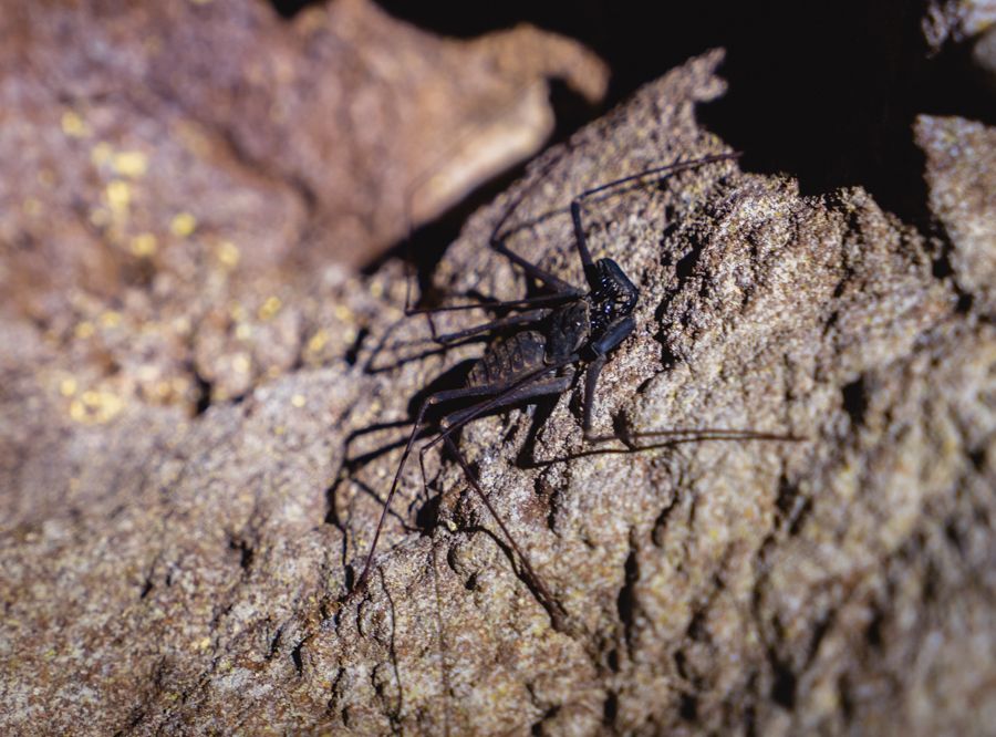 Isla Bastimentos Nivida Bat Cave