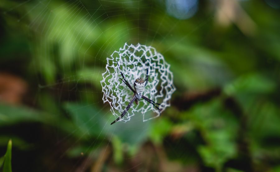 spiders of bocas del toro