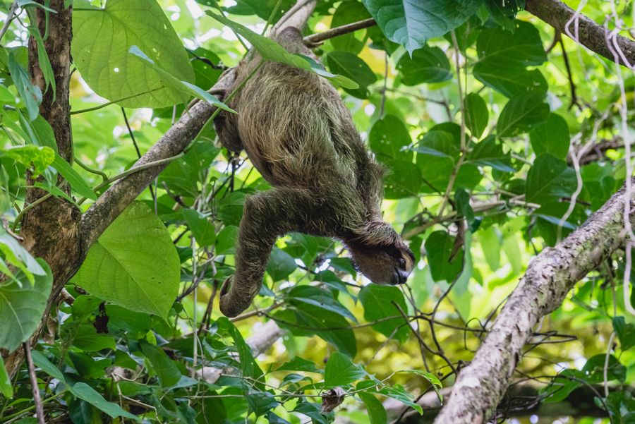 sloth bastimentos panama