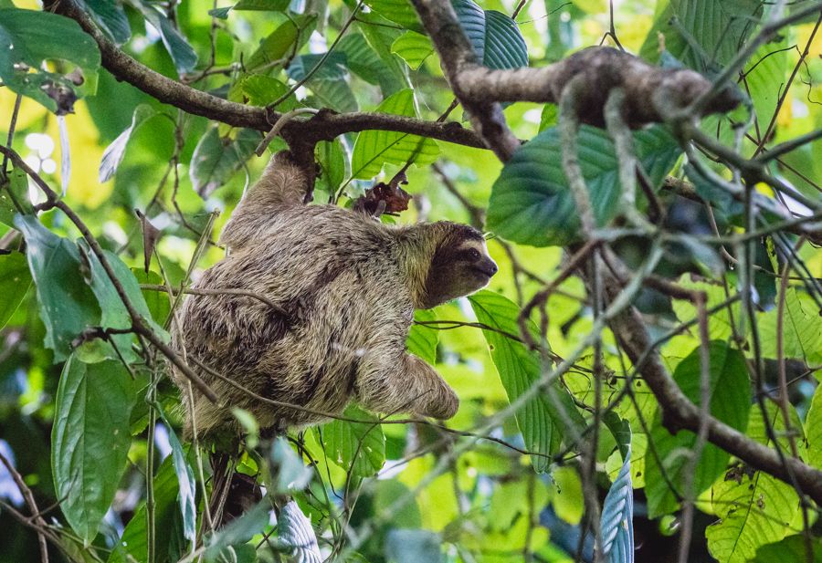 sailing and exploring bocas del toro