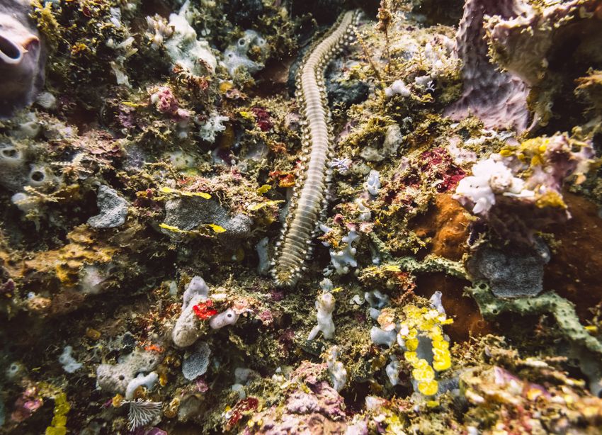 Tiger Rock dive site