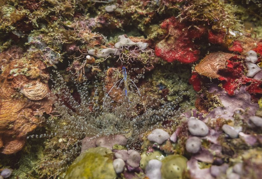 sailing and diving in Panama