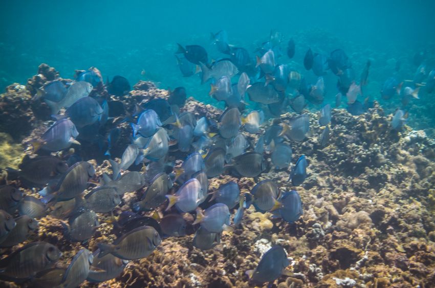 snorkeling in panama