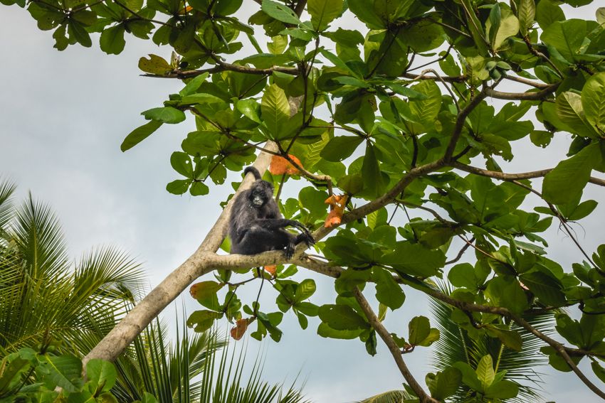 sailing linton bay panama