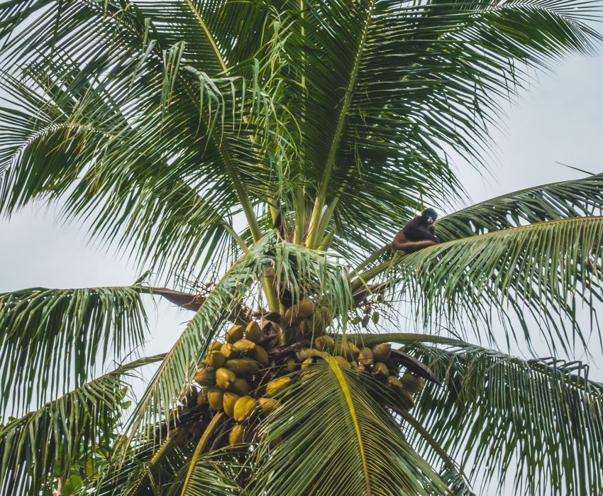 sailing linton bay panama