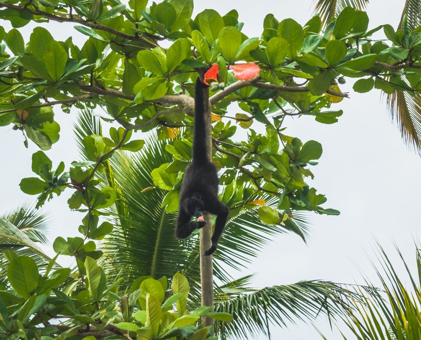 sailing linton bay panama