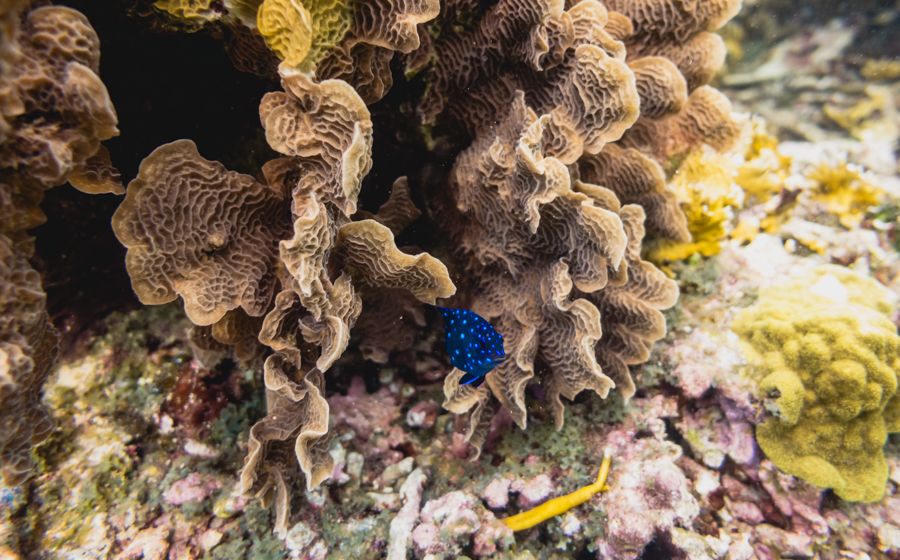 tiny fish hiding in coral