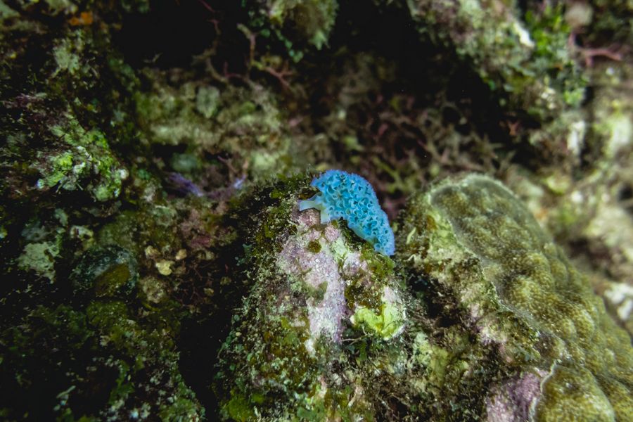 exploring san blas underwater