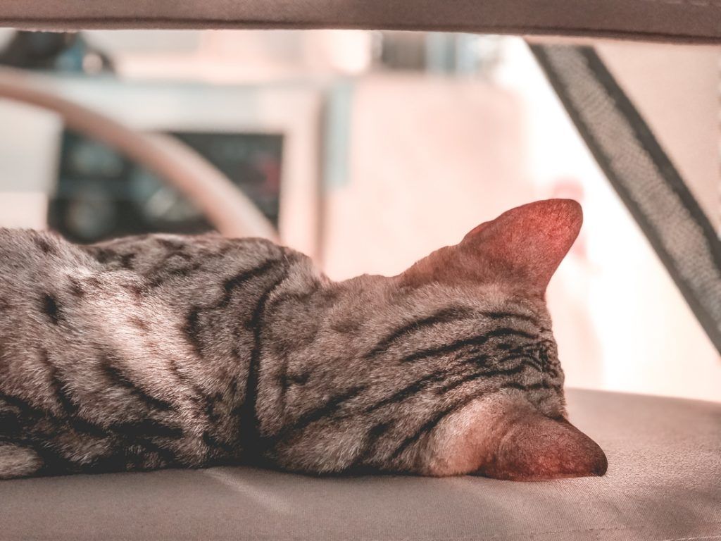 cat nap in the captains chair