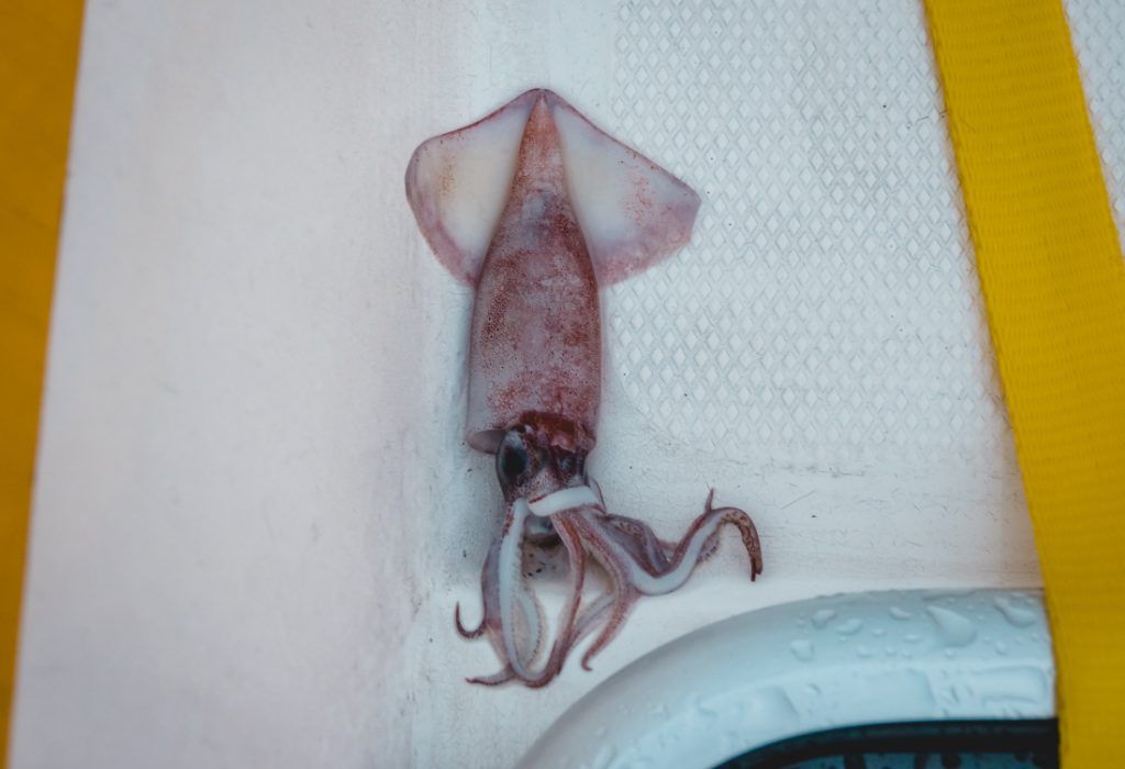 creatures on a sailboat