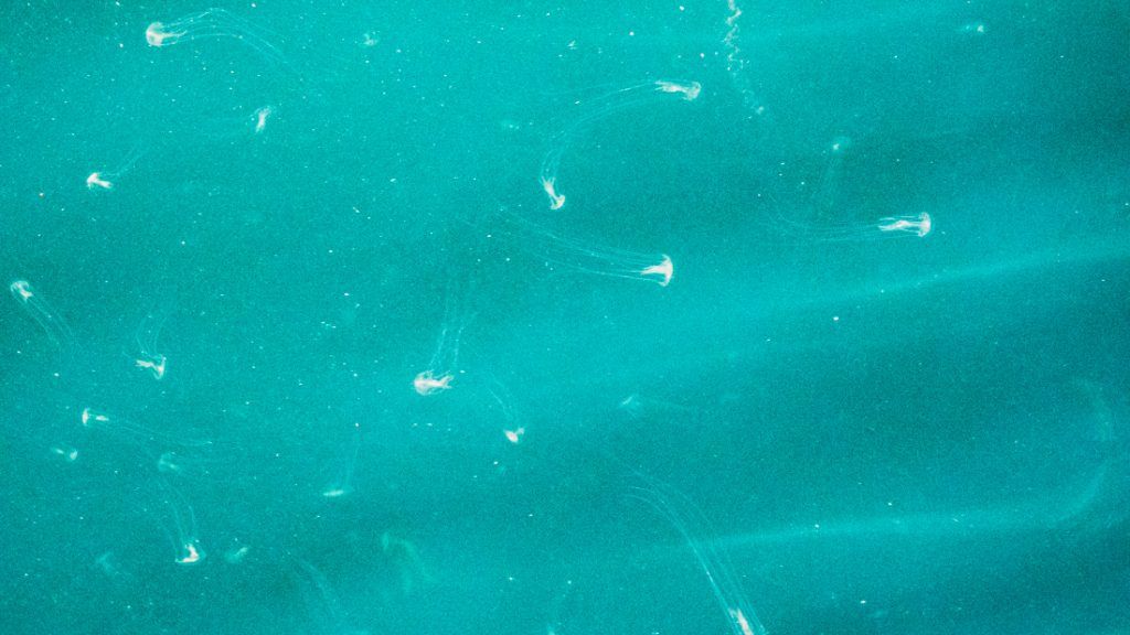 jelly fish poor mans Galapagos