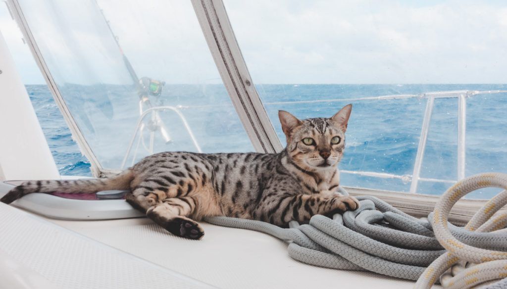 Sailing Across The Pacific