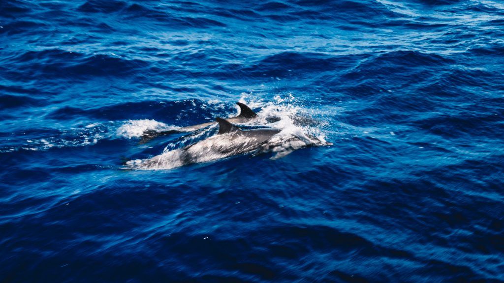 sailing across the pacific ocean