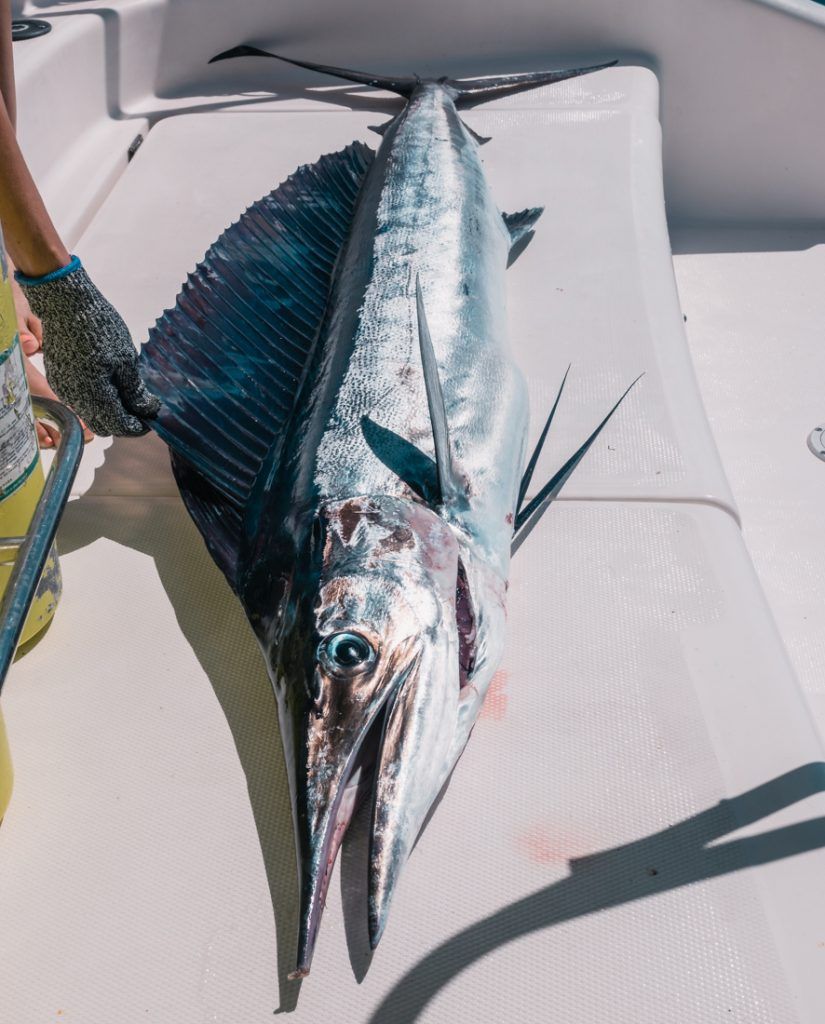 sailing across the pacific ocean