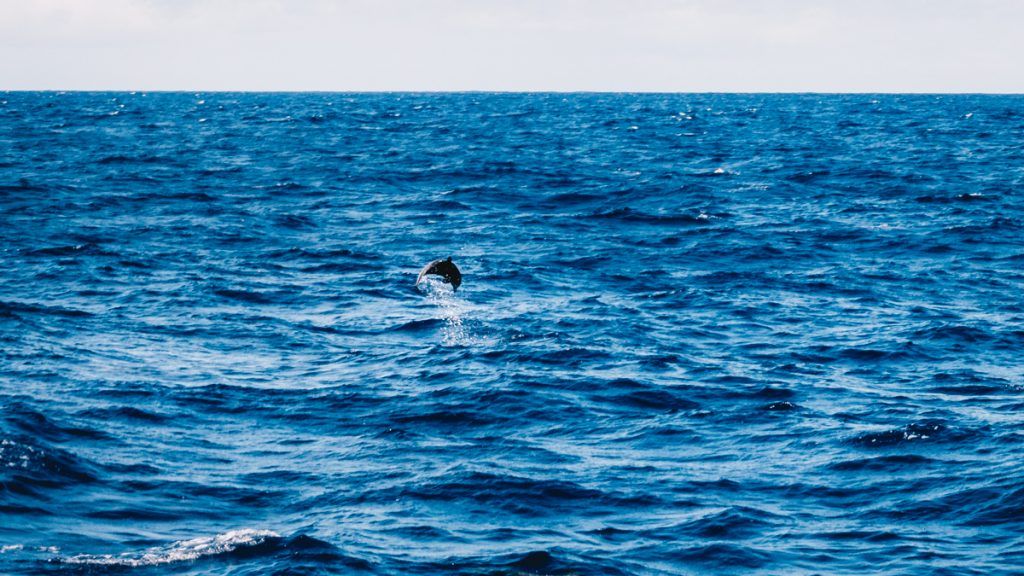 sailing the south pacific