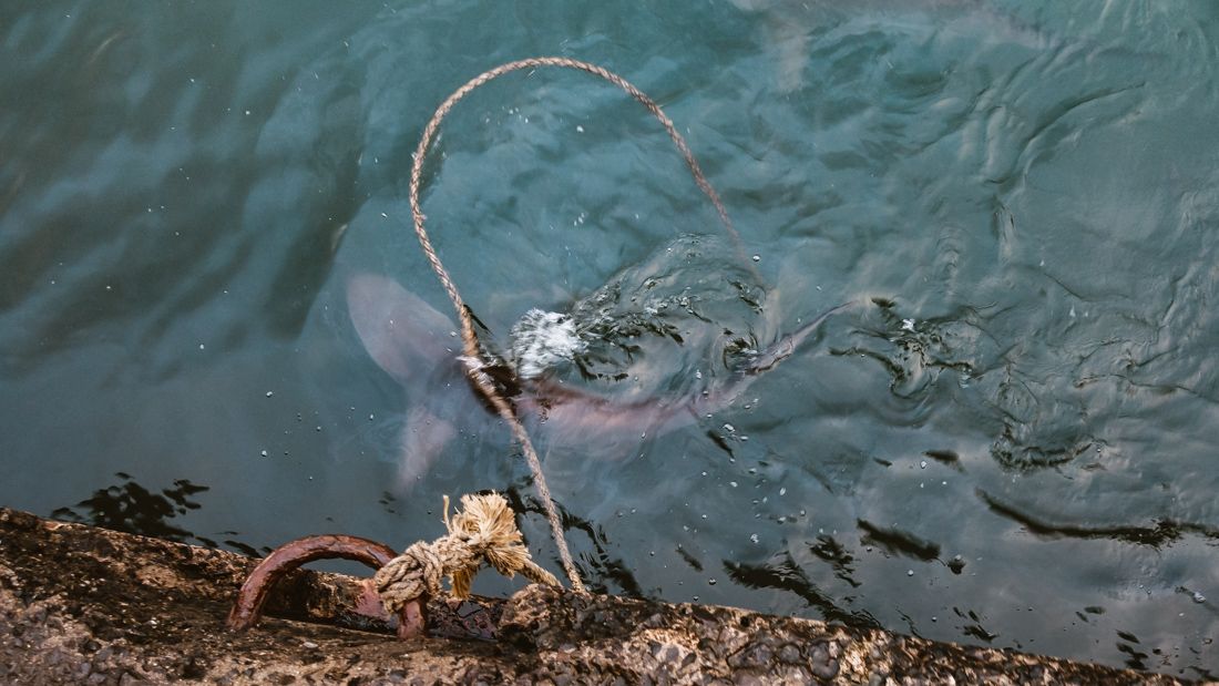 swarming sharks of nuku hiva marquesas