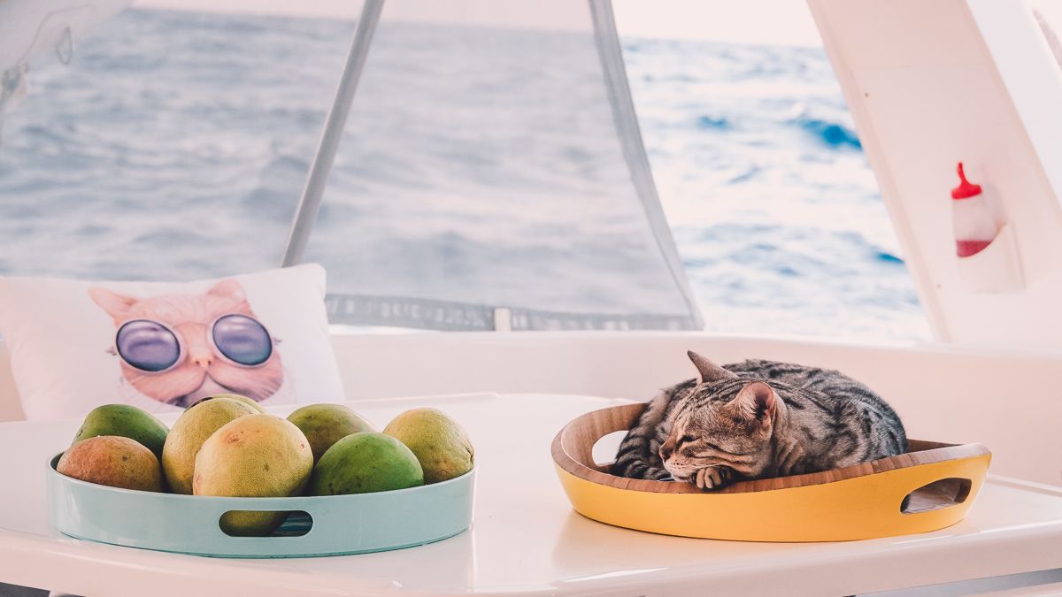 singa the sailing cat