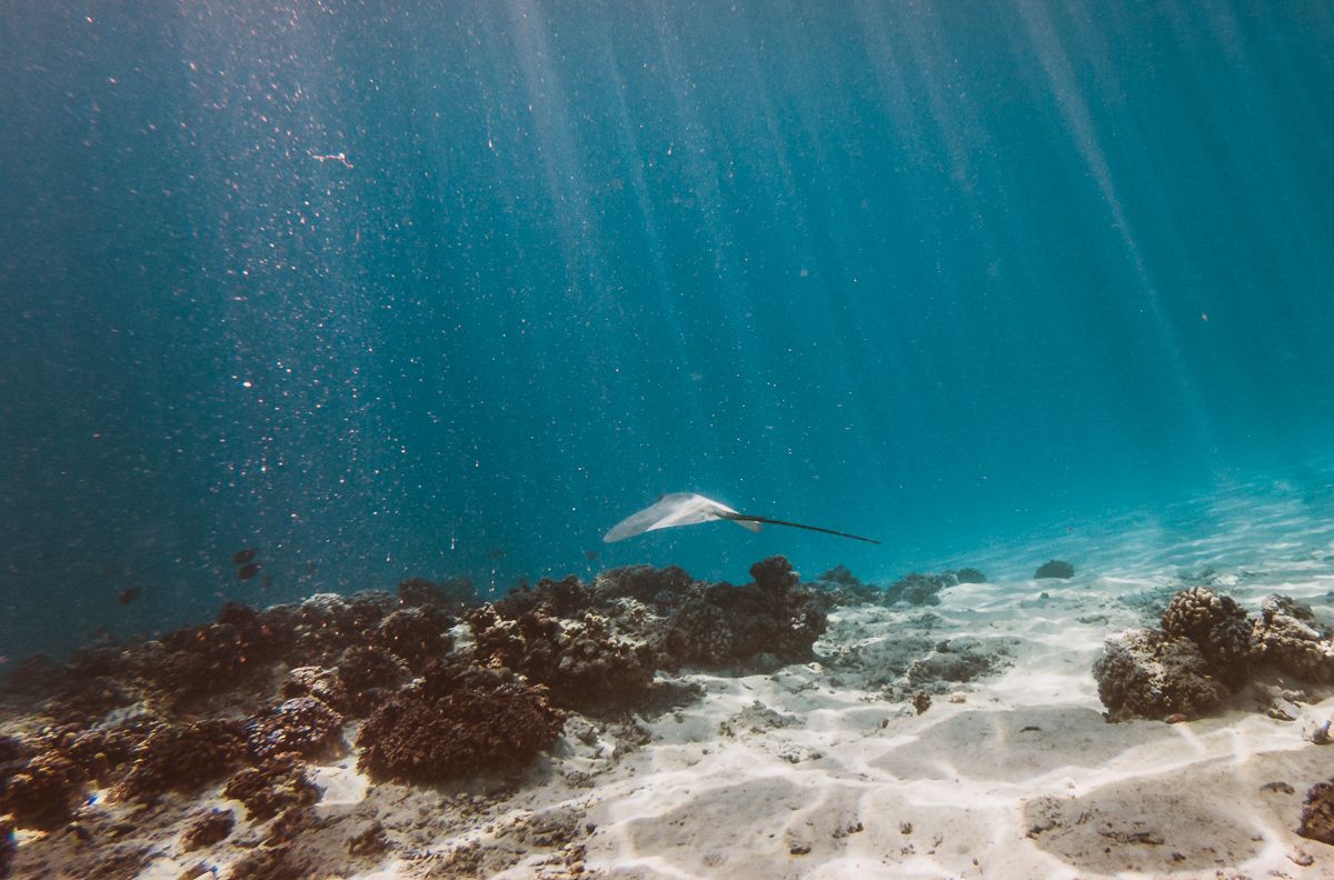 sting ray and rays of light in french polynesia