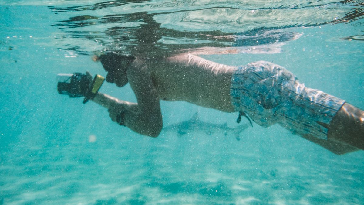 swimming with sharks in moorea, french Polynesia