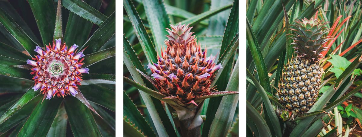 how pineapples grow