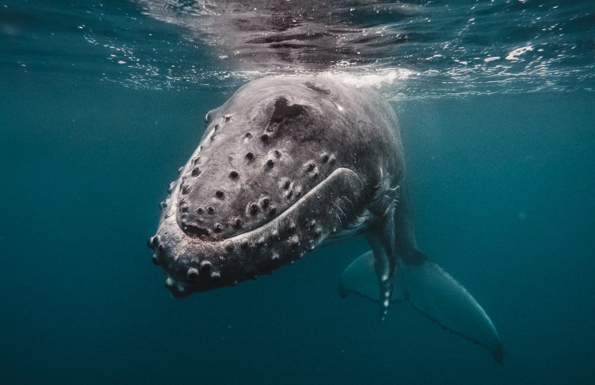 swimming with baby whales most incredible experience