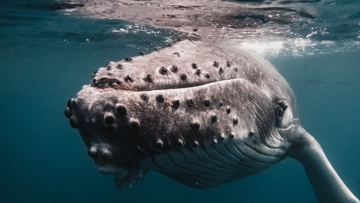up close encounter swimming with baby whales most incredible experience
