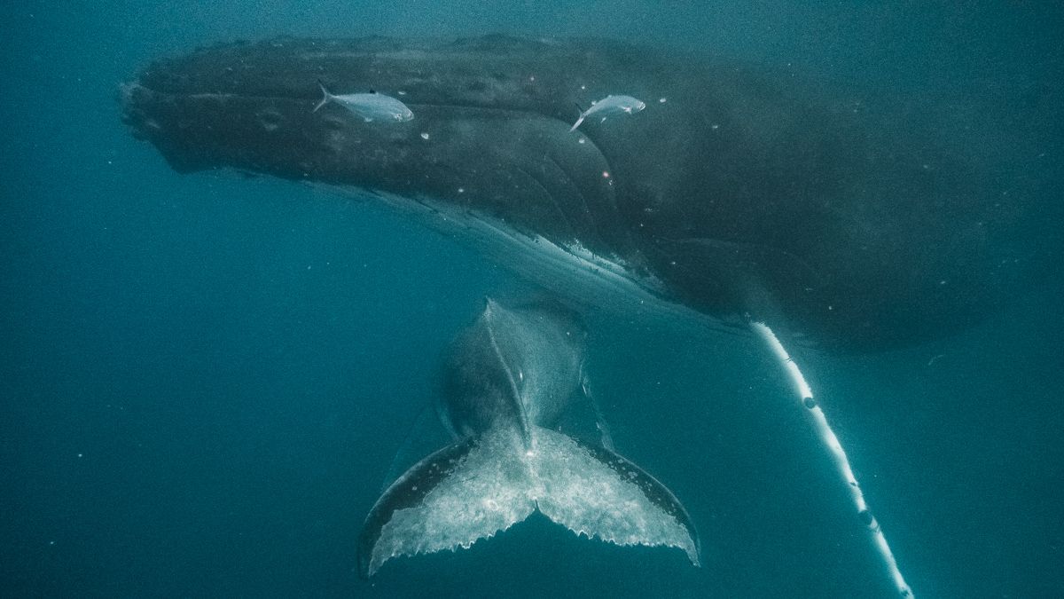 swimming with whales in moorea french polynesia