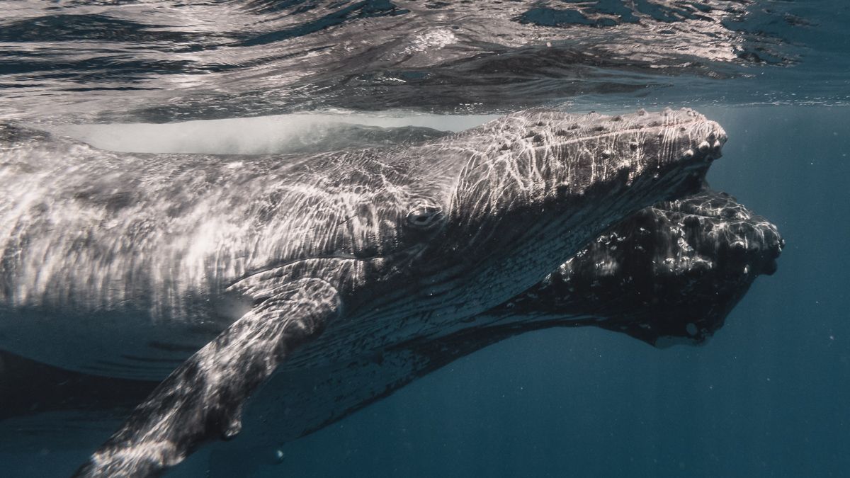 up close encounter swimming with baby whales most incredible experience