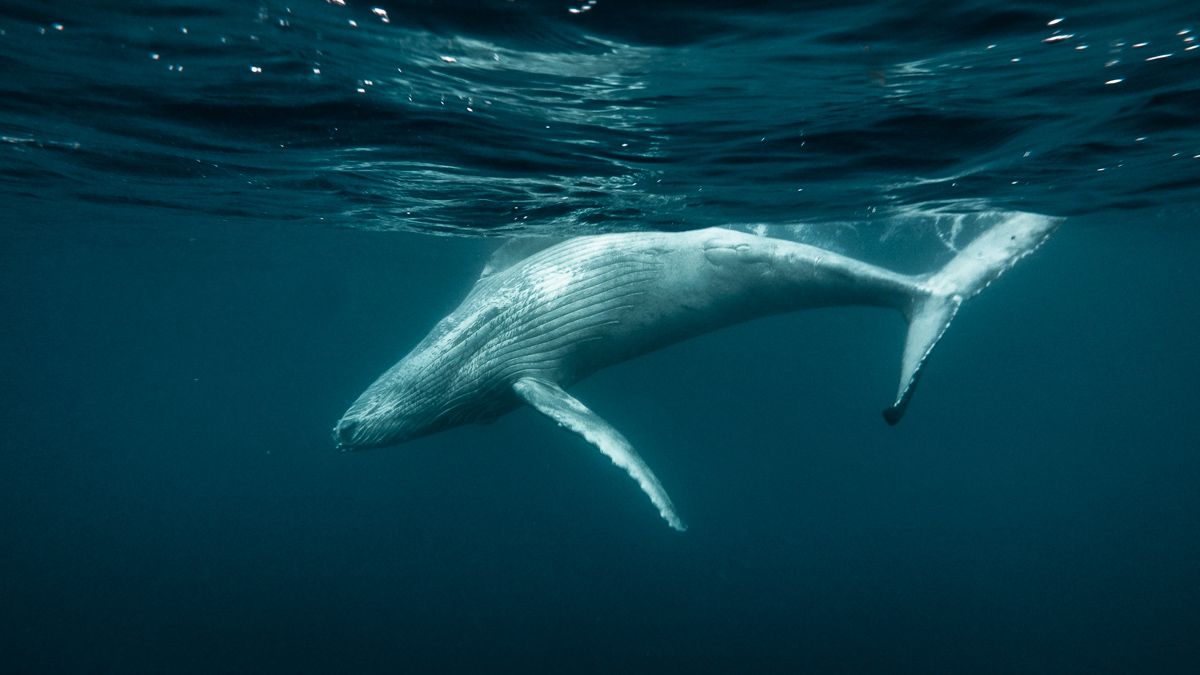 swimming with playful baby whales in moorea french polynesia