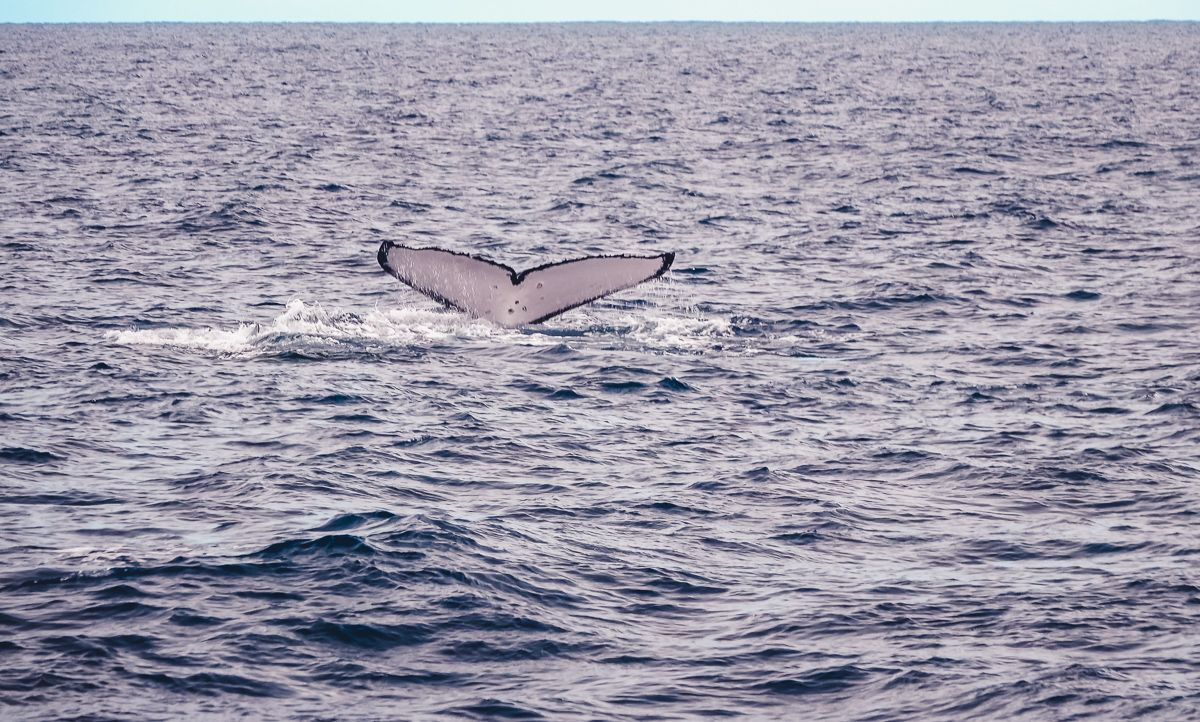 whale tail while sailing in tahiti