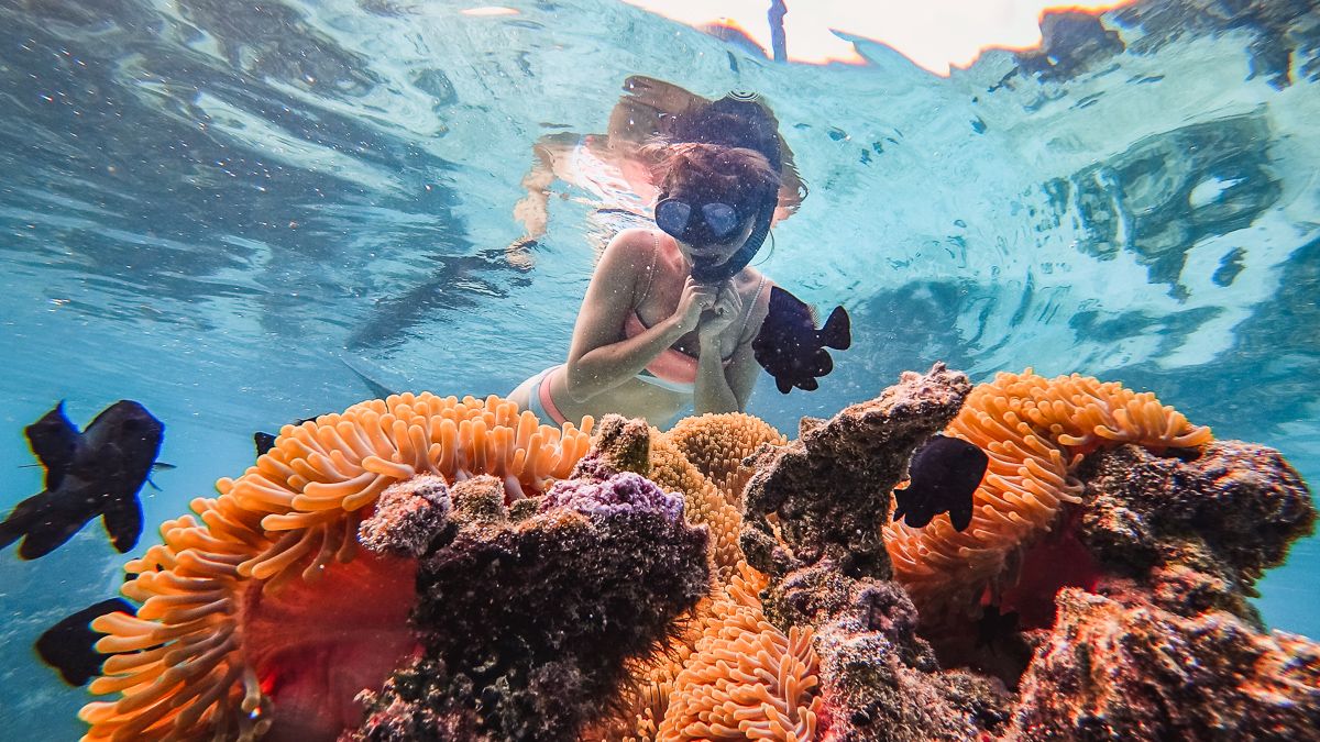 nikki wynn searching for nemo