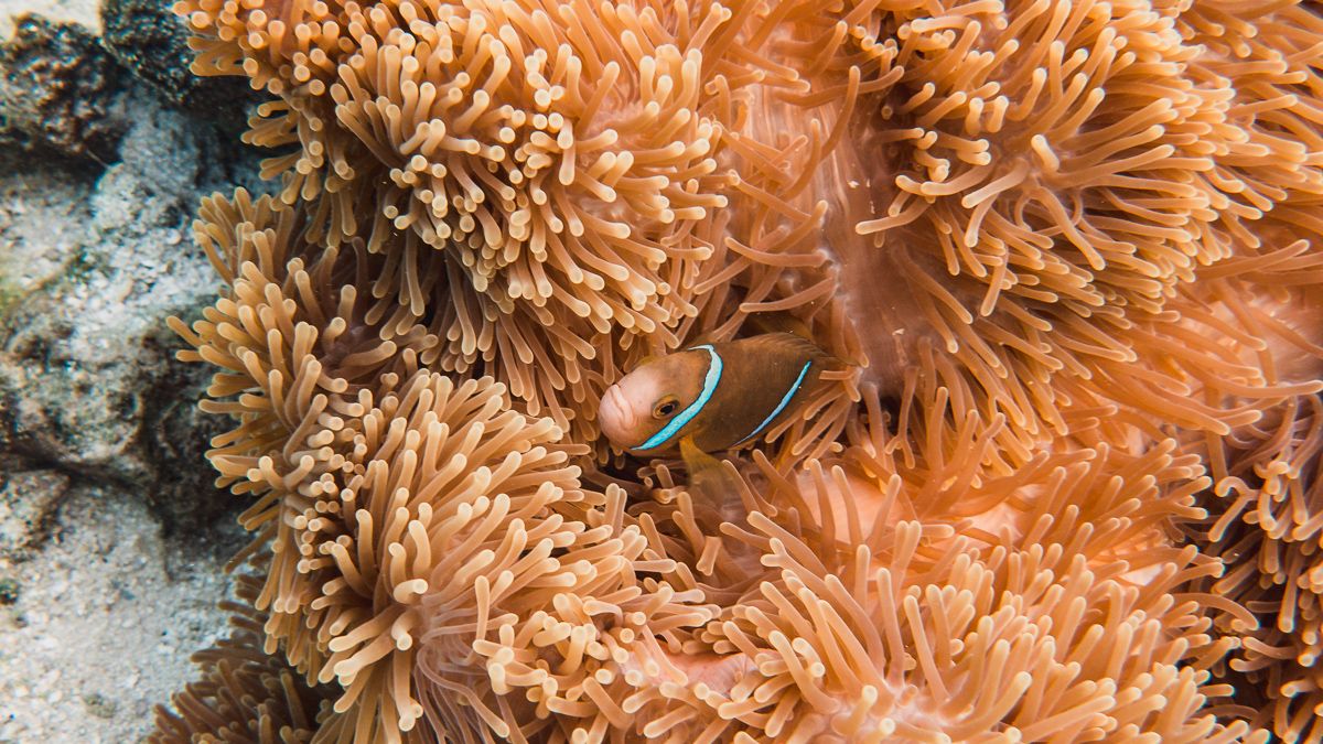 we found nemo in french polynesia