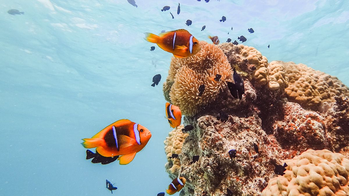 we found nemo in bora bora