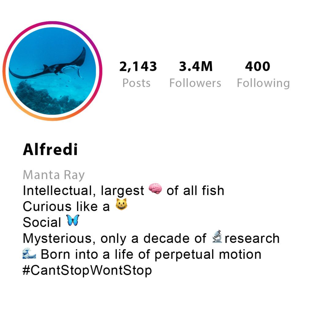 if manta rays had instagram social profiles