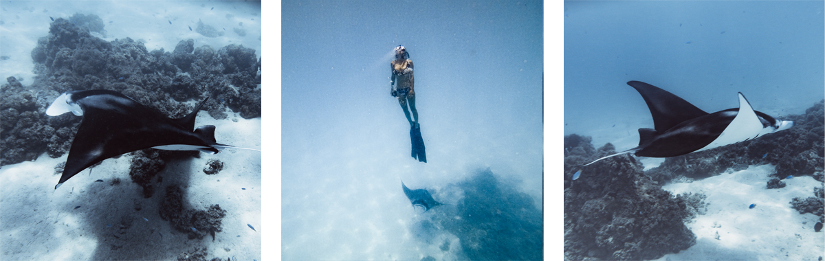 swimming with manta rays bora bora