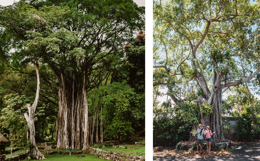 majestic banian vs baby banian