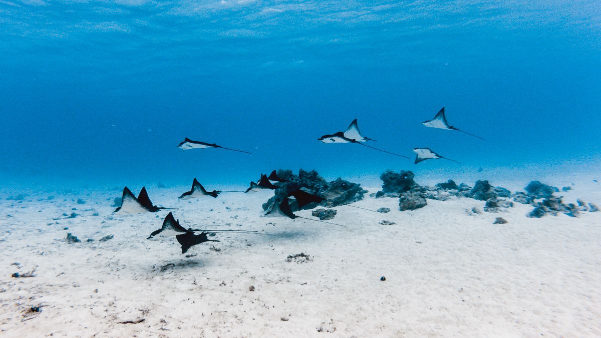 a flock of eagle rays in bora bora