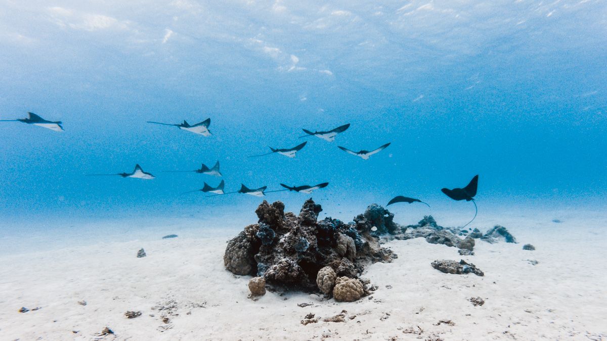 swimming with eagle rays in bora bora