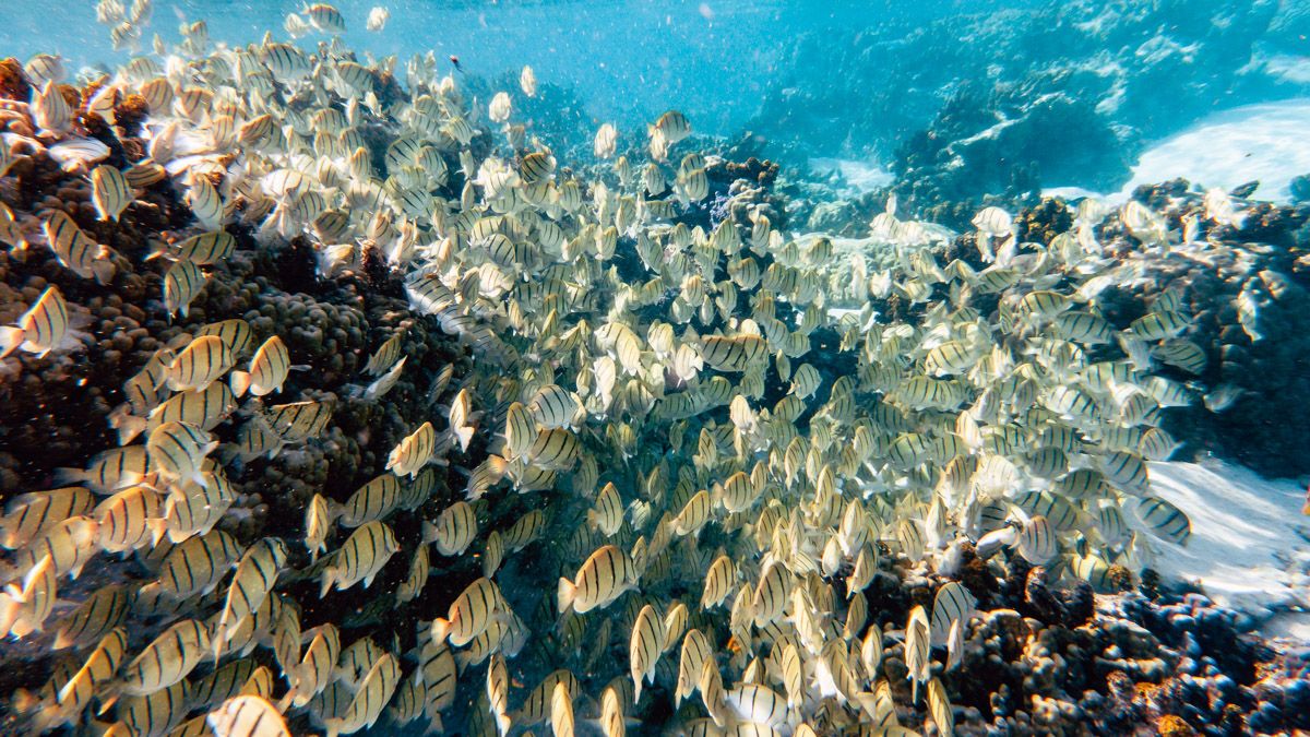 snorkeling tahaa magic carpet ride through the coral gardens