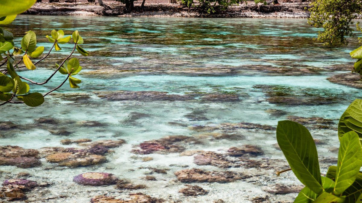 Taha'a coral gardens in french polynesia