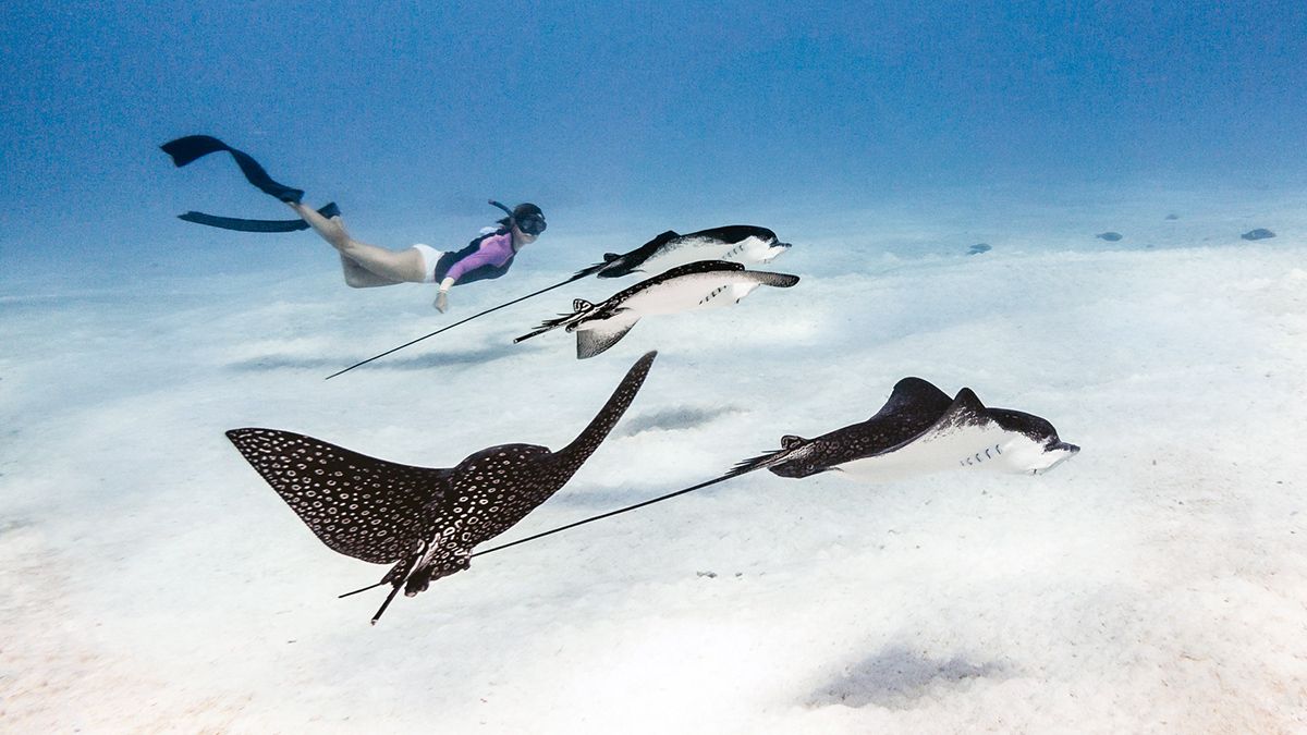 swimming with eagle rays in bora bora